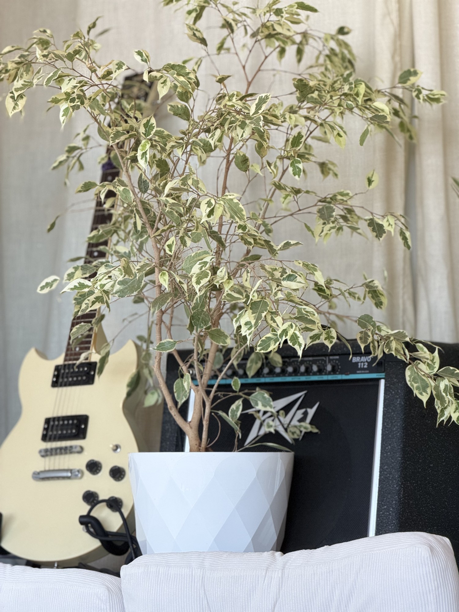 Cream guitar and Peavey amp behind a leafy plant at Jazzin